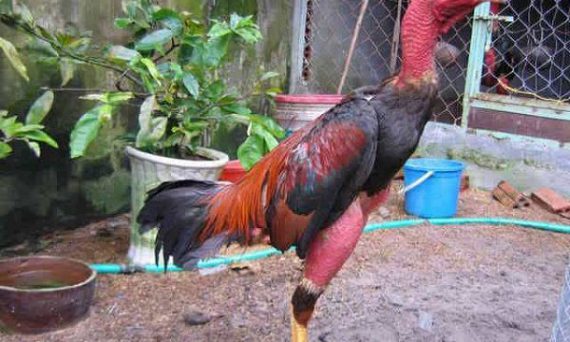thichdaga.com