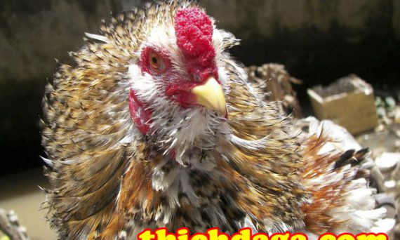 Bí quyết giúp gà đá sở hữu đòn đá chất như nước cất