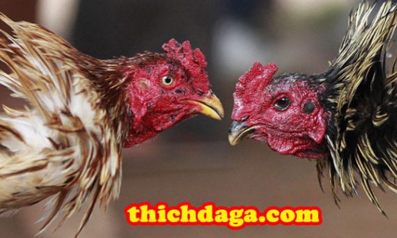 Gà chọi Thổ Hà - Cái tên nói lên tất cả