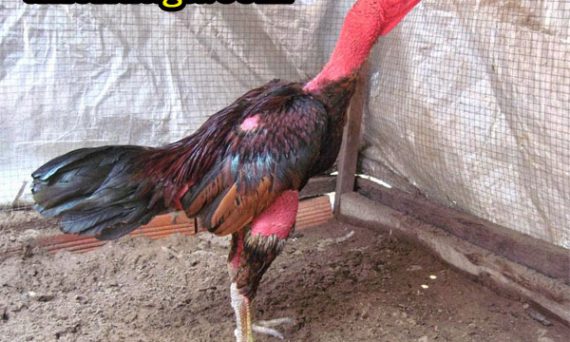 Mẹo chăm sóc gà chọi thay lông không thể bỏ qua