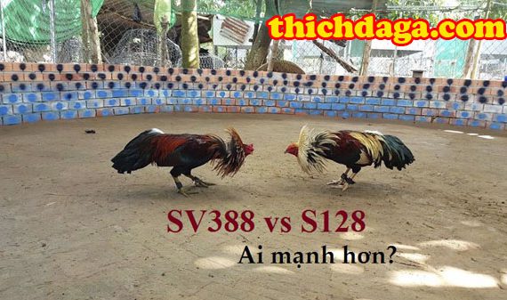 Nếu bạn đam mê mạng đá gà trực tuyến đã có S128 - SV388