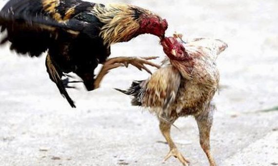 Những đòn đá hiểm hạ đối thủ nhanh trong đấu trường Thomo