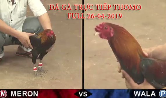 Các trận đá gà trực tuyến Thomo mới nhất ngày 25-04-2019