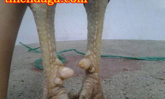 Tuyệt chiêu xem cựa gà đá biết ngay thắng thua