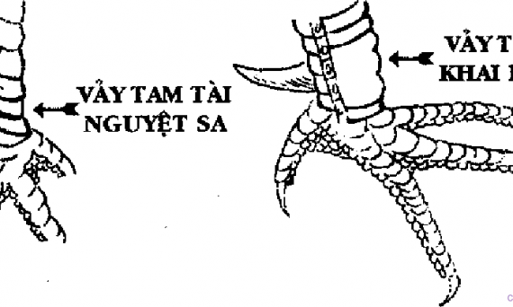 thichdaga.com