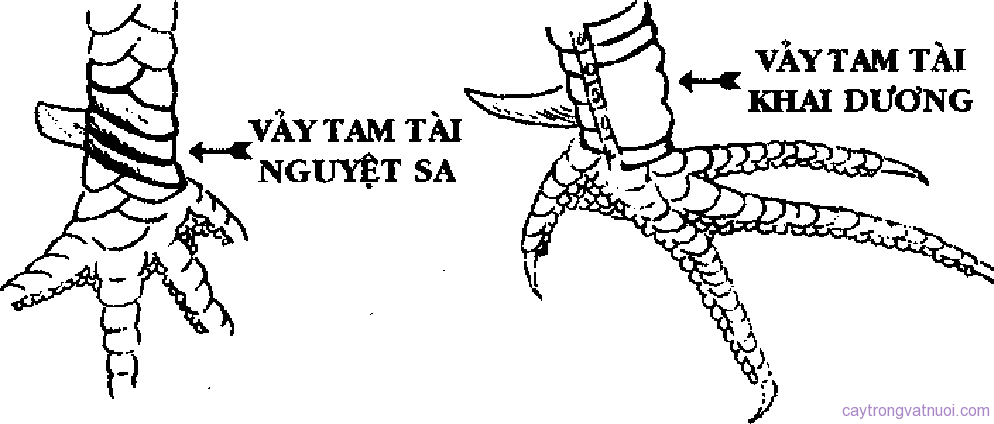 thichdaga.com