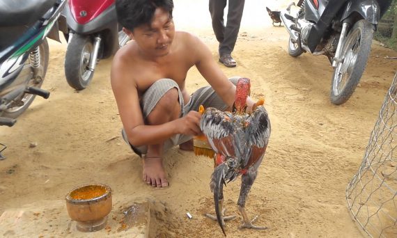 Cách vào nghệ gà đá theo đúng tiêu chuẩn của các sư kê kỳ cựu