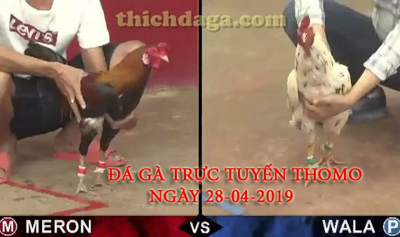 Các trận đá gà trực tuyến thomo mới nhất ngày 28-04-2019