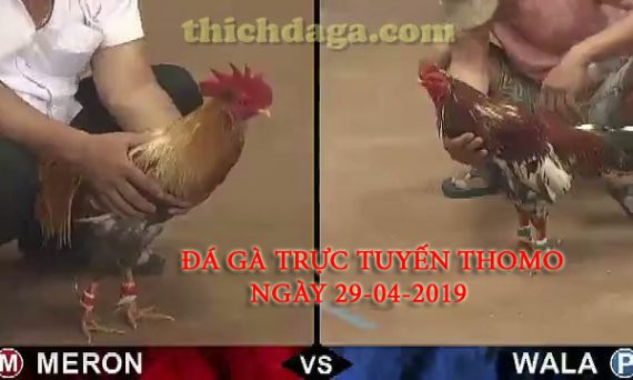 Các trận đá gà trực tuyến thomo mới nhất ngày 29-04-2019