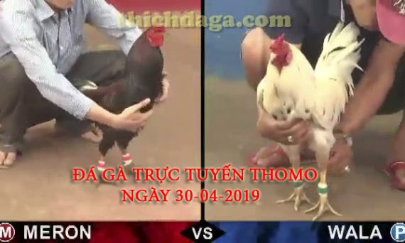 Các trận đá gà trực tuyến thomo mới nhất ngày 30-04-2019﻿