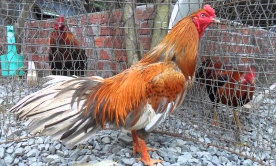 các giống gà nổi tiếng 3 miền