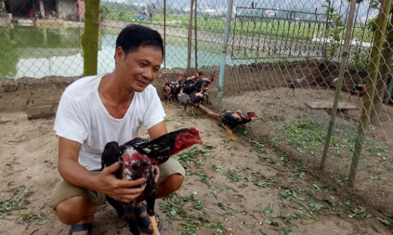 thu về hàng trăm triệu nhờ nuôi gà đá cựa sắt